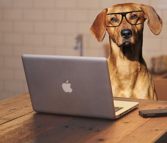 dog-looking-at-pc